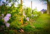 Printemps à Jumièges