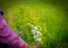 Printemps à Jumièges